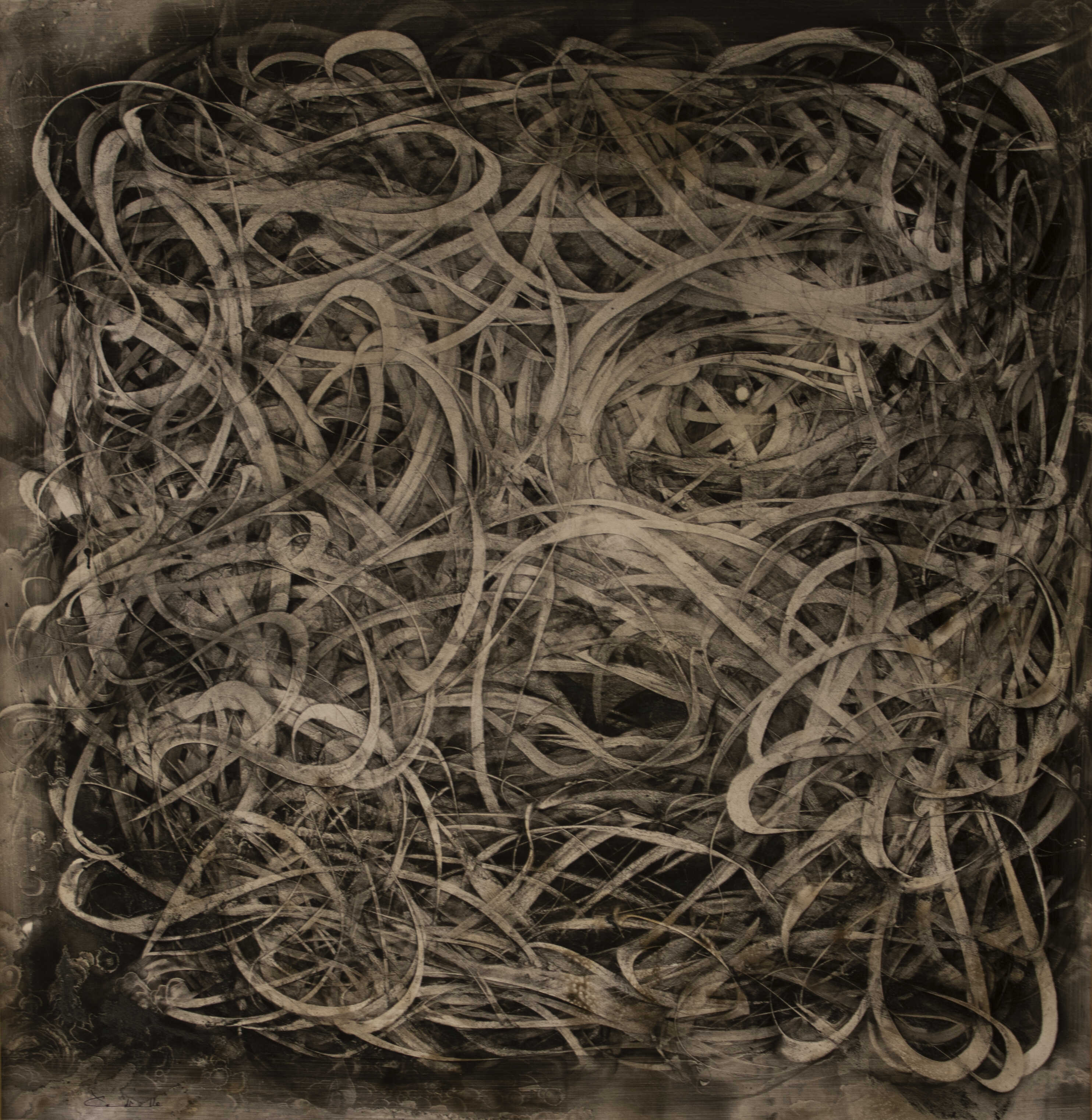 Morfogénesis 12