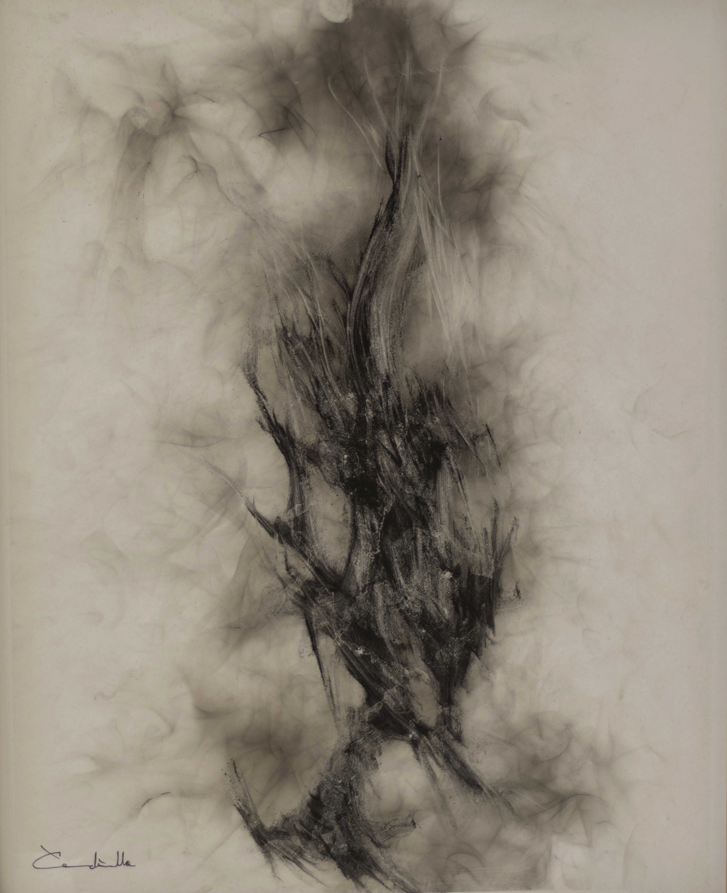 Morfogénesis 2